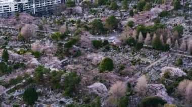 Tokyo, Japonya 'daki Aoyama mezarlığında kiraz çiçeğinin zaman aşımı