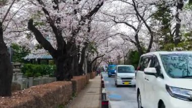 TOKYO, JAPONYAN - 29 Mart 2019: Aoyama Mezarlığı 'ndaki Kiraz Çiçeği Festivali' nin zaman aşımı. Aoyama Mezarlığı, Tokyo, Japonya 'da bahar mevsiminde popüler bir yerdir.