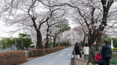 TOKYO, JAPONYAN - 29 Mart 2019: Aoyama Mezarlığı 'ndaki Kiraz Çiçeği Festivali' nin zaman aşımı. Aoyama Mezarlığı, Tokyo, Japonya 'da bahar mevsiminde popüler bir yerdir.