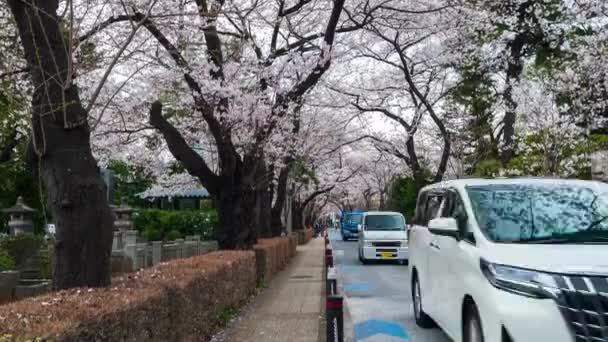 Tokio Japón Marzo 2019 Lapso Tiempo Del Festival Flores Cerezo — Vídeo de stock