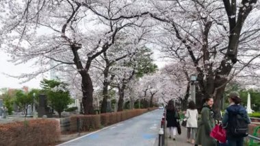 TOKYO, JAPONYAN - 29 Mart 2019: Aoyama Mezarlığı 'ndaki Kiraz Çiçeği Festivali' nin zaman aşımı. Aoyama Mezarlığı, Tokyo, Japonya 'da bahar mevsiminde popüler bir yerdir.
