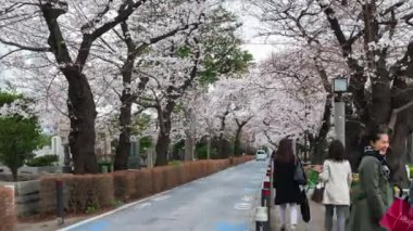 TOKYO, JAPONYAN - 29 Mart 2019: Aoyama Mezarlığı 'ndaki Kiraz Çiçeği Festivali' nin zaman aşımı. Aoyama Mezarlığı, Tokyo, Japonya 'da bahar mevsiminde popüler bir yerdir.
