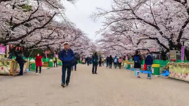 Tokyo Japan Marts 2019 Tid Bortfald Cherry Blomstre Festival Ueno – Stock-video