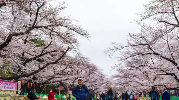 Tokyo Japonyan Mart 2019 Ueno Park Taki Kiraz Çiçeği Festivali — Stok video