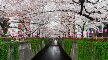 Meguro Nehri, Tokyo, Japonya 'da Kiraz Çiçeği Festivali' nin zamanı doluyor.