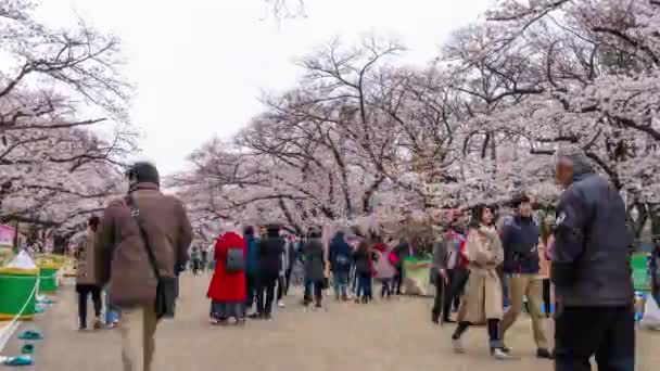 Tokyo Giappone Marzo 2019 Time Lapse Del Festival Dei Fiori — Video Stock