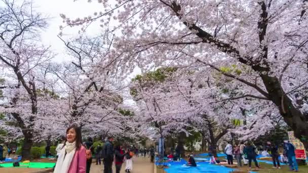 Tokyo Japonyan Mart 2019 Ueno Park Taki Kiraz Çiçeği Festivali — Stok video