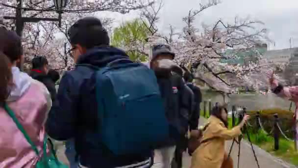 Tokyo Japonyan Mart 2019 Ueno Park Taki Kiraz Çiçeği Festivali — Stok video