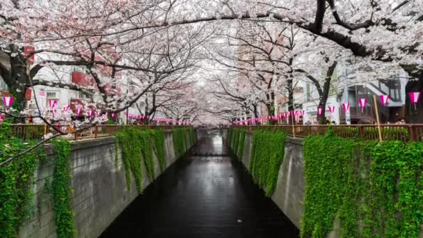 在日本东京Meguro河盛开的樱花节的时光流逝 — 图库视频影像