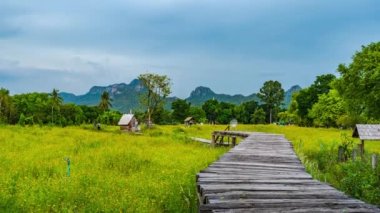LOPBURI, THAILAND - 4 Mayıs 2019: Birçok turist Lopburi, Tayland 'da tahta köprü ile açan sarı kozmos çiçeklerini ziyaret ediyor