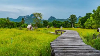 LOPBURI, THAILAND - 4 Mayıs 2019: Birçok turist Lopburi, Tayland 'da tahta köprü ile açan sarı kozmos çiçeklerini ziyaret ediyor