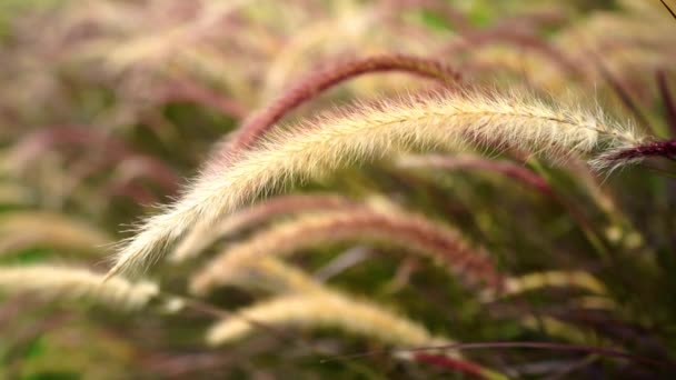 Glasblume Mit Windstoß — Stockvideo