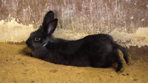 Black Rabbit Bunny Hare Resting Ground — Stock Video