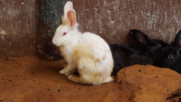 Conejo Blanco Negro Conejo Liebre Descansando Suelo — Vídeos de Stock