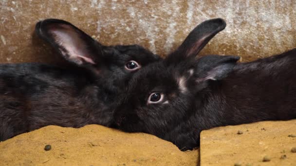Dos Conejo Negro Conejo Liebre Descansando Suelo — Vídeos de Stock