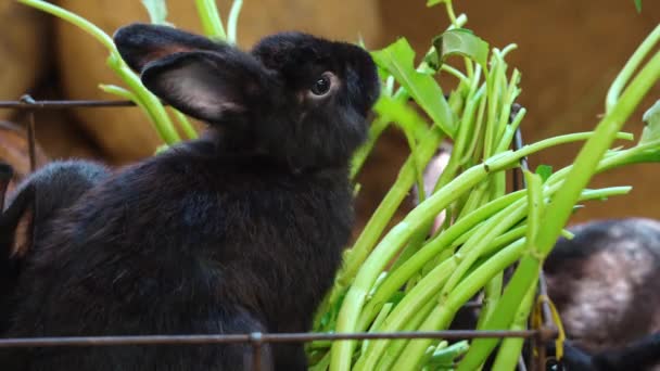 Schwarzes Kaninchen Frisst Morgenruhm — Stockvideo