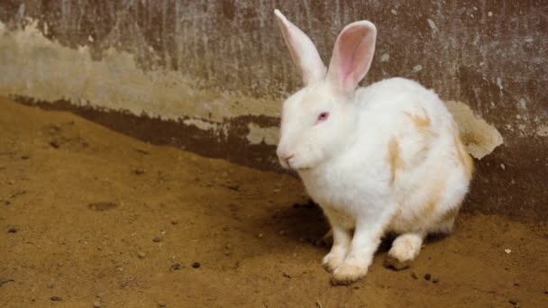 Conejo Blanco Conejo Liebre Descansando Suelo — Vídeos de Stock