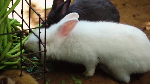 Cámara Lenta Conejo Comiendo Gloria Mañana — Vídeo de stock