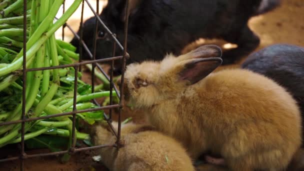 Cámara Lenta Conejo Comiendo Gloria Mañana — Vídeos de Stock