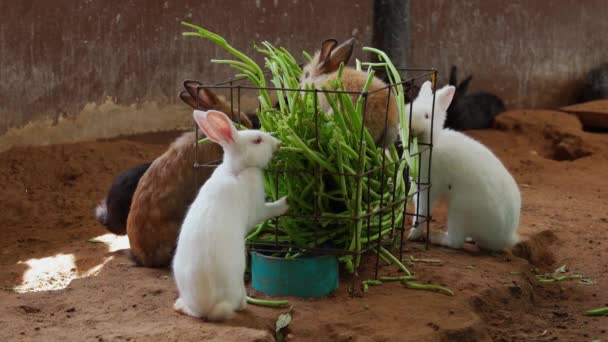 토끼가 아침의 영광을 — 비디오