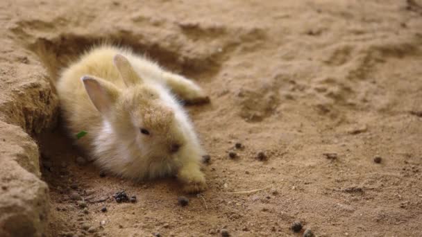 Braunes Baby Kaninchen Oder Hase Oder Hase Auf Dem Boden — Stockvideo