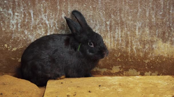 Conejo Negro Conejo Liebre Descansando Suelo — Vídeos de Stock