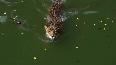 Jaguar kaplanının gölde oynaması ve yüzmesi yavaş çekimde
