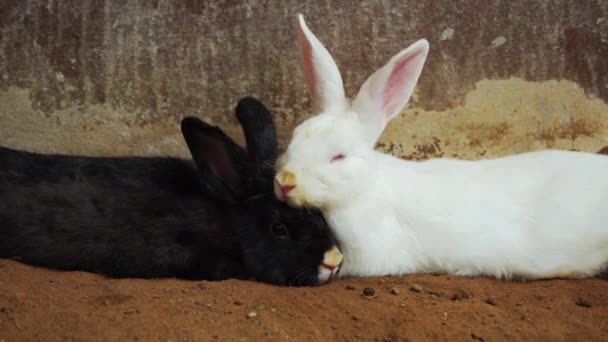 Dos Conejo Blanco Negro Conejo Liebre Descansando Suelo — Vídeos de Stock