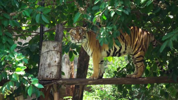 Cámara Lenta Del Tigre Bengala Descansando — Vídeos de Stock