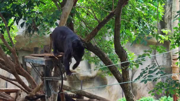 Negro Pantera Tigre Comer Cebo — Vídeo de stock