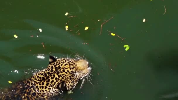 Αργή Κίνηση Της Τίγρης Ιαγουάρος Παίζει Και Κολύμπι Στη Λίμνη — Αρχείο Βίντεο