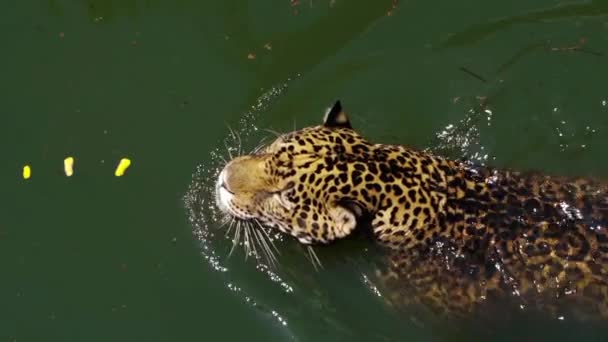 Slow Motion Jaguar Tiger Playing Swimming Pond — Stock Video
