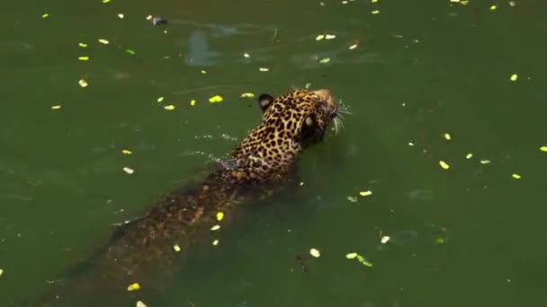 아프리카 호랑이 연못에서 헤엄치는 — 비디오