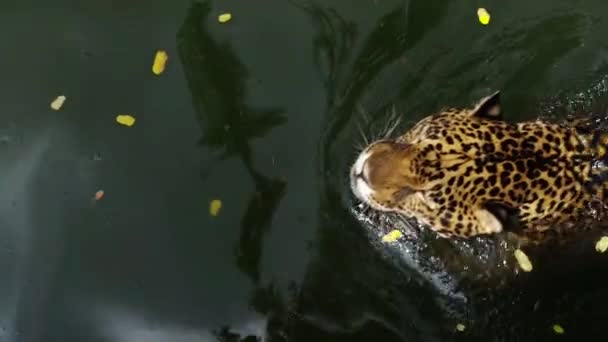 Jaguar Tijger Spelen Zwemmen Vijver — Stockvideo