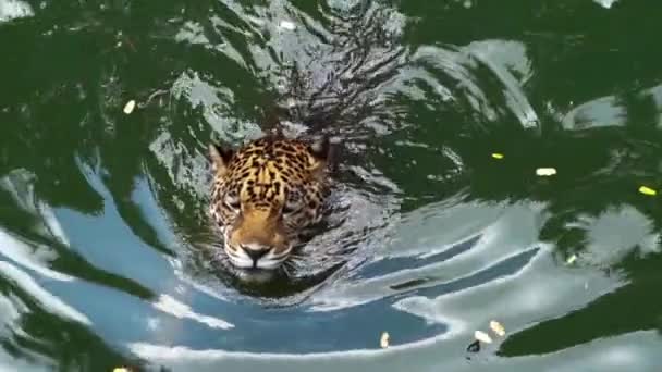 Slow Motion Van Jaguar Tijger Spelen Zwemmen Vijver — Stockvideo