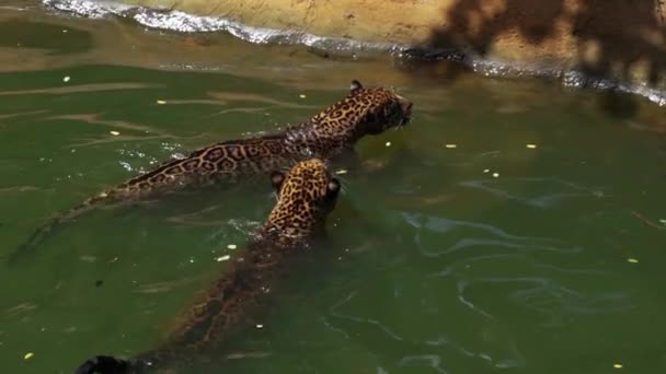 Slow Motion Van Jaguar Tijger Spelen Zwemmen Vijver — Stockvideo