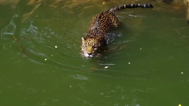 Замедленное Движение Ягуарного Тигра Играющего Плавающего Пруду — стоковое видео