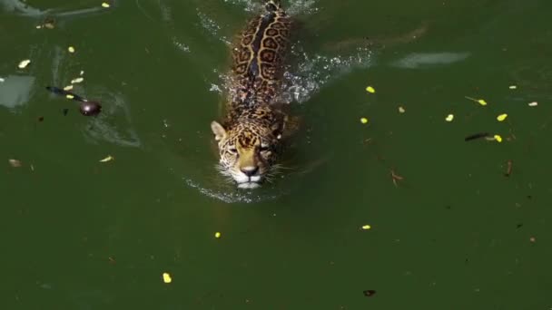 Αργή Κίνηση Της Τίγρης Ιαγουάρος Παίζει Και Κολύμπι Στη Λίμνη — Αρχείο Βίντεο