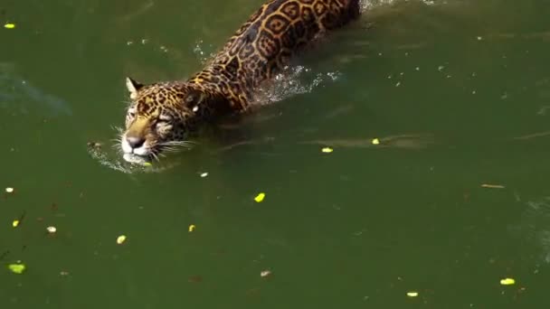 Tigre Jaguar Jogando Nadando Lagoa — Vídeo de Stock