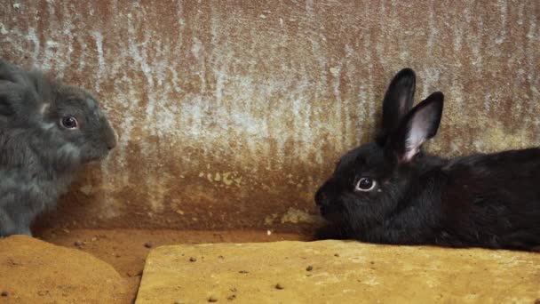 地面に黒い灰色のウサギやウサギやウサギが休んでいる — ストック動画