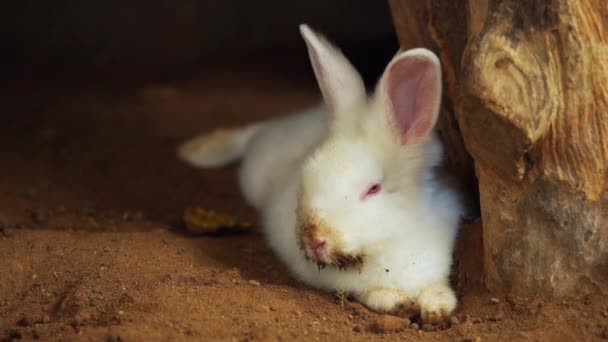 Білий Кролик Або Кролик Або Заєць Відпочивають Землі — стокове відео