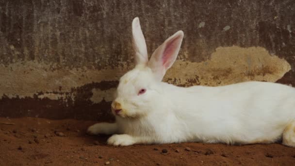 Conejo Blanco Conejo Liebre Descansando Suelo — Vídeos de Stock