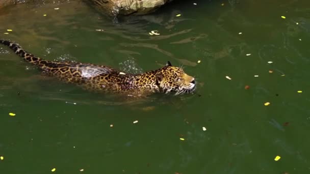 Slow Motion Jaguar Tiger Playing Swimming Pond — Stock Video