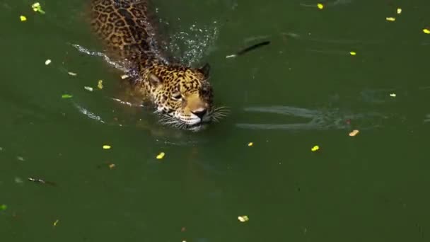 Macan Jaguar Bermain Dan Berenang Kolam — Stok Video
