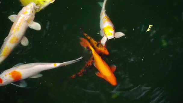 Ψάρια Κυπρίνοι Που Κολυμπούν Στη Λίμνη — Αρχείο Βίντεο