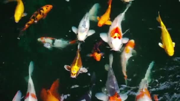 Peces Koi Peces Carpa Nadando Estanque — Vídeo de stock