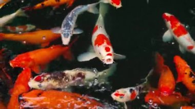 Koi balığı ya da sazan balığı gölette yüzüyor.