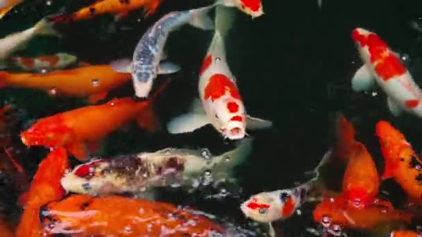 Ψάρια Κυπρίνοι Που Κολυμπούν Στη Λίμνη — Αρχείο Βίντεο
