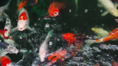 Koi balığı ya da sazan balığı gölette yüzüyor.