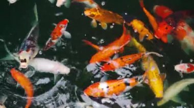 Koi balığı ya da sazan balığı gölette yüzüyor.